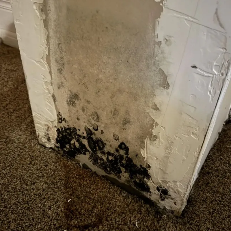 Professional Mold Removal in Roseto, PA